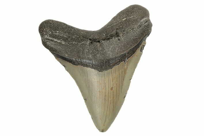 Fossil Megalodon Tooth - North Carolina #190784